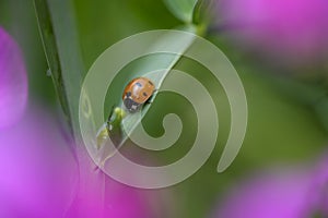 A ladybird Coccinellidae. The pink flowers of a vetch are seen in bokeh