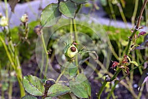 Ladybird coccinellidae on a rose bud