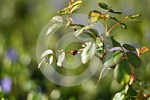 Ladybird (Coccinellidae) on a rose