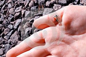Ladybird crawling on a child`s hand.