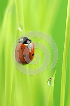 Ladybird Crawling on Green Grass with Rain Drops