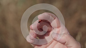 Ladybird crawling over girls hand