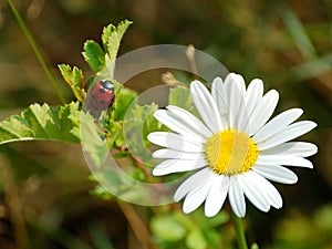Ladybird and daisy