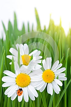 Ladybird on daisy