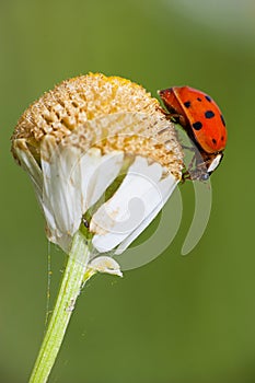 Ladybird on a daisy