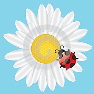 Ladybird on Daisy on blue background.