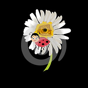 Ladybird on daisy, chamomile isolated . Image about summer, spring, flowers and joy.Vector