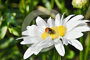 Ladybird on daisy. Image about summer  and flowers. High resolution photo. Selective focus