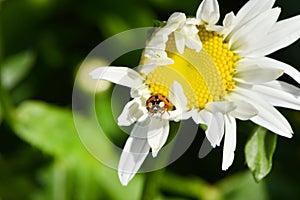 Ladybird on daisy. Image about summer  and flowers. High resolution photo. Selective focus