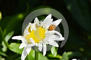 Ladybird on daisy. Image about summer  and flowers. High resolution photo. Selective focus