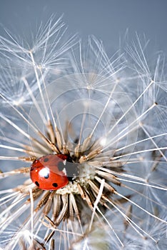 Ladybird on a dandelion