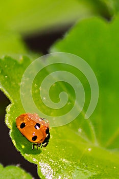 Ladybird