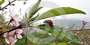 Ladybird with Dew-Drop in Spring