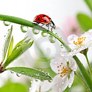 Ladybird with Dew-Drop in Spring