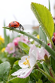 Ladybird with Dew-Drop in Spring