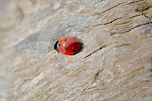 Ladybird on a driftwood background