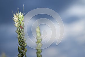 Ladybird on an Ear of Wheat