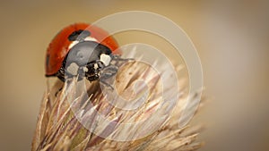 Ladybird on an Ear of Wheat