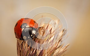 Ladybird on an Ear of Wheat