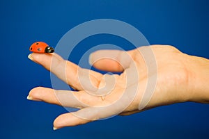 Ladybird on finger