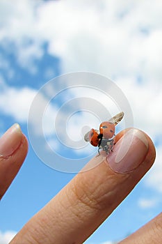 Ladybird on finger