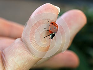 Ladybird on Finger tip
