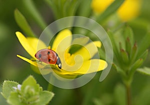 Ladybird on flower