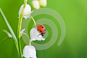 Ladybird on a flower