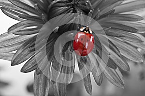 Ladybird on the flower