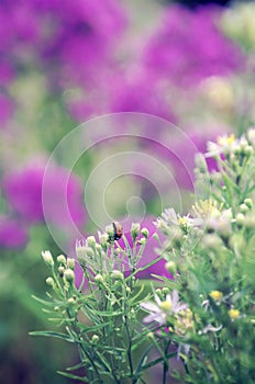 Ladybird on flower