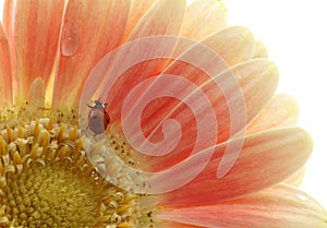 Ladybird on the flower