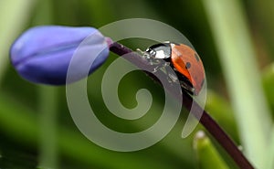 Ladybird on flower
