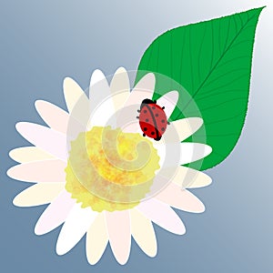 Ladybird flower & leaf vector