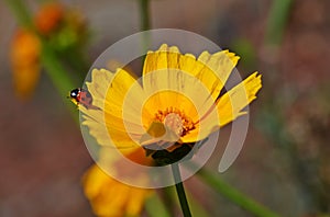 Ladybird on flower