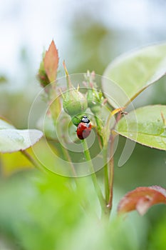 Ladybird on a Flower in Spring in Austria