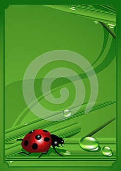 Ladybird_frame