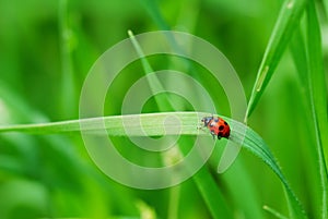 Ladybird on grass blade