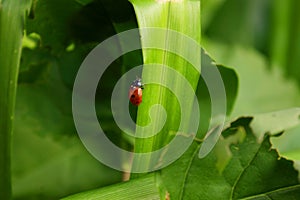 Ladybird on the grass, blurred green background. Insects. Red ladybug sits on a plant