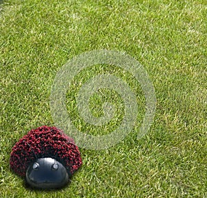 Ladybird, grass like a frame