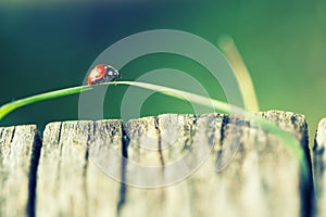 Ladybird on a grass steam before wooden table