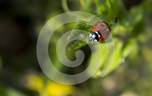 Ladybird on the grass, about to take flight