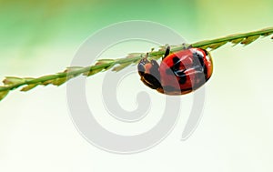 Ladybird on the green branches