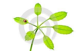 Ladybird on green isolated leaf