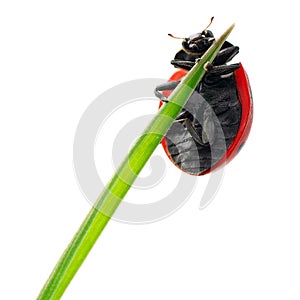 Ladybird on green leaf