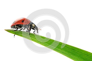 Ladybird on green leaf