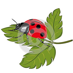 Ladybird on the green leaf