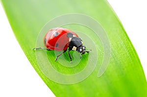 Ladybird on green leaf