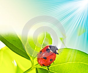 Ladybird on green leaf and drop