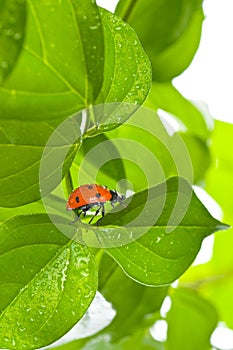 Ladybird on green leaf and drop