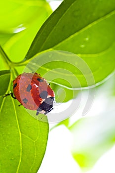 Ladybird on green leaf and drop